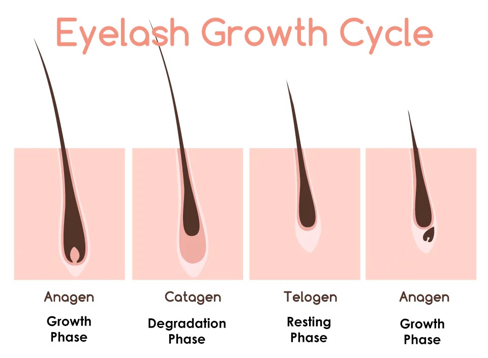 Wie lange ist die Lebensdauer einer Wimper? - Lash Masterclass